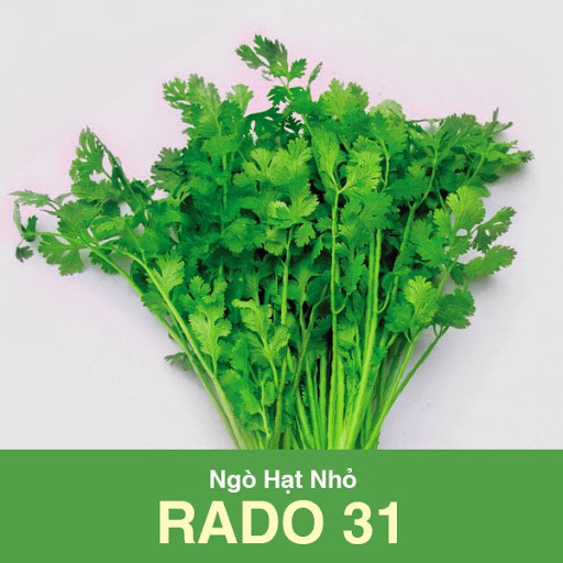 Hạt Giống Ngò Hạt Nhỏ Rạng Đông 20Gram