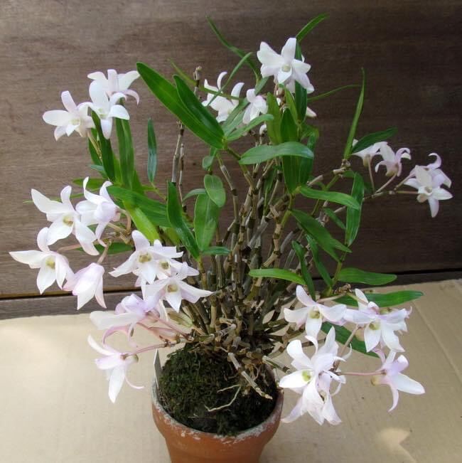 Hoa Lan thạch hộc tía(1 bó) qq
