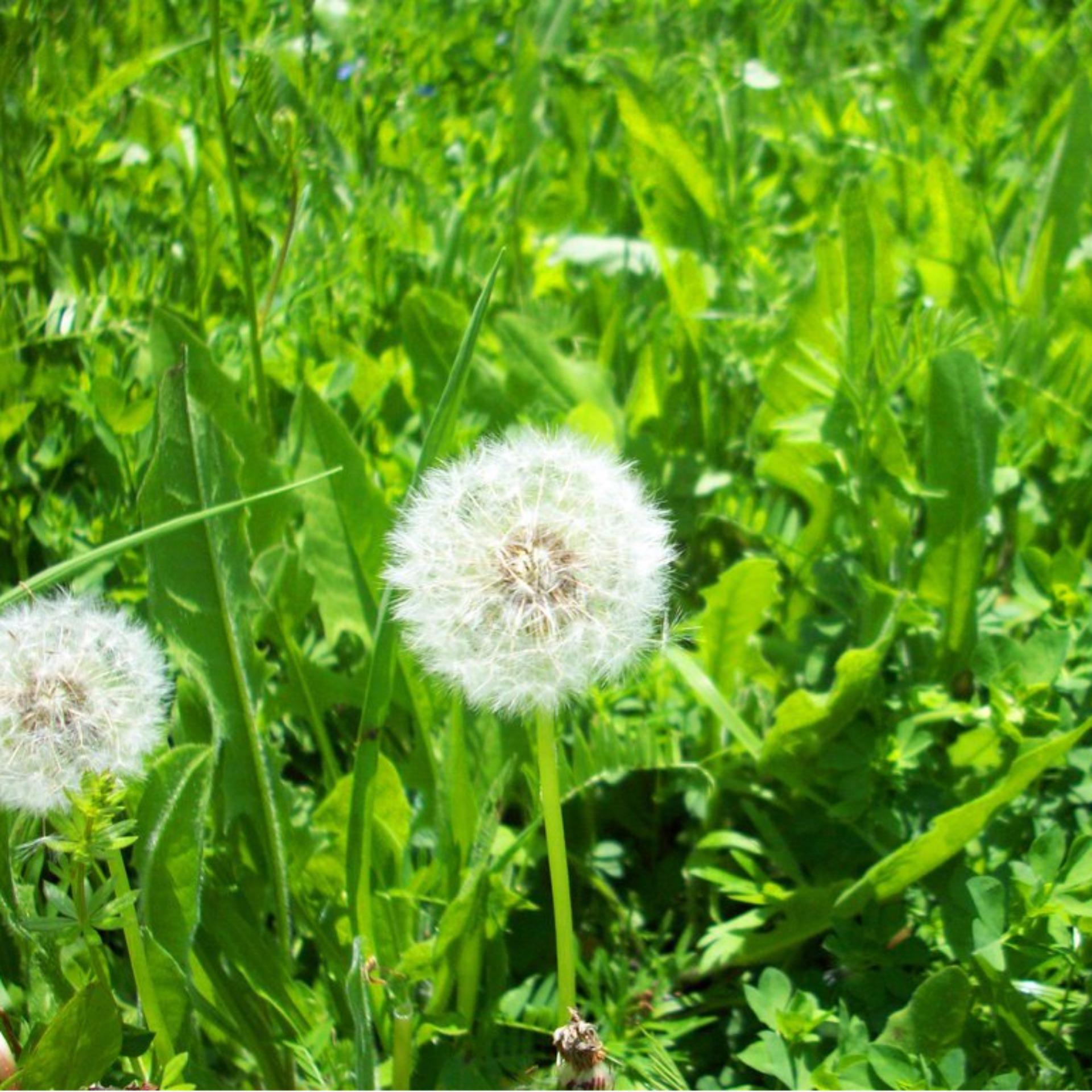 Taraxacum Seeds