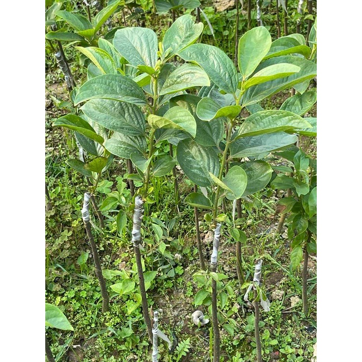 Cây giống hồng đen socola ( chuẩn giống F1 - cây ghép)
