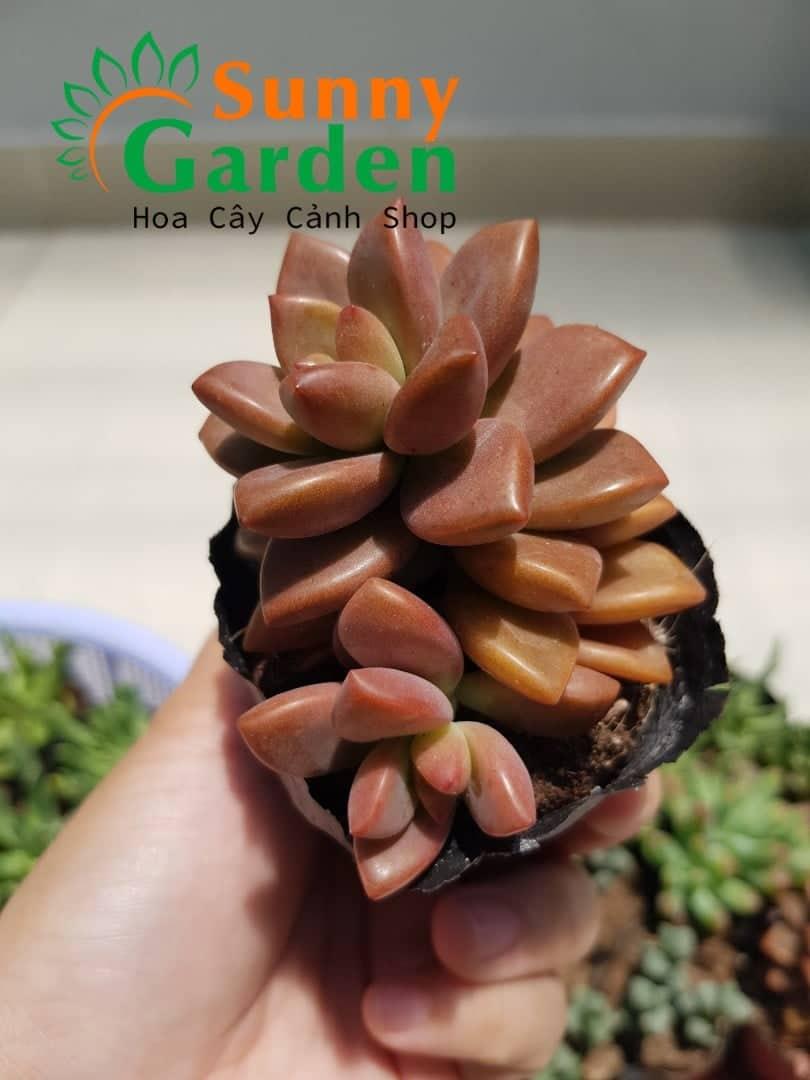 Sen Đá Đỏ Lá Ngắn