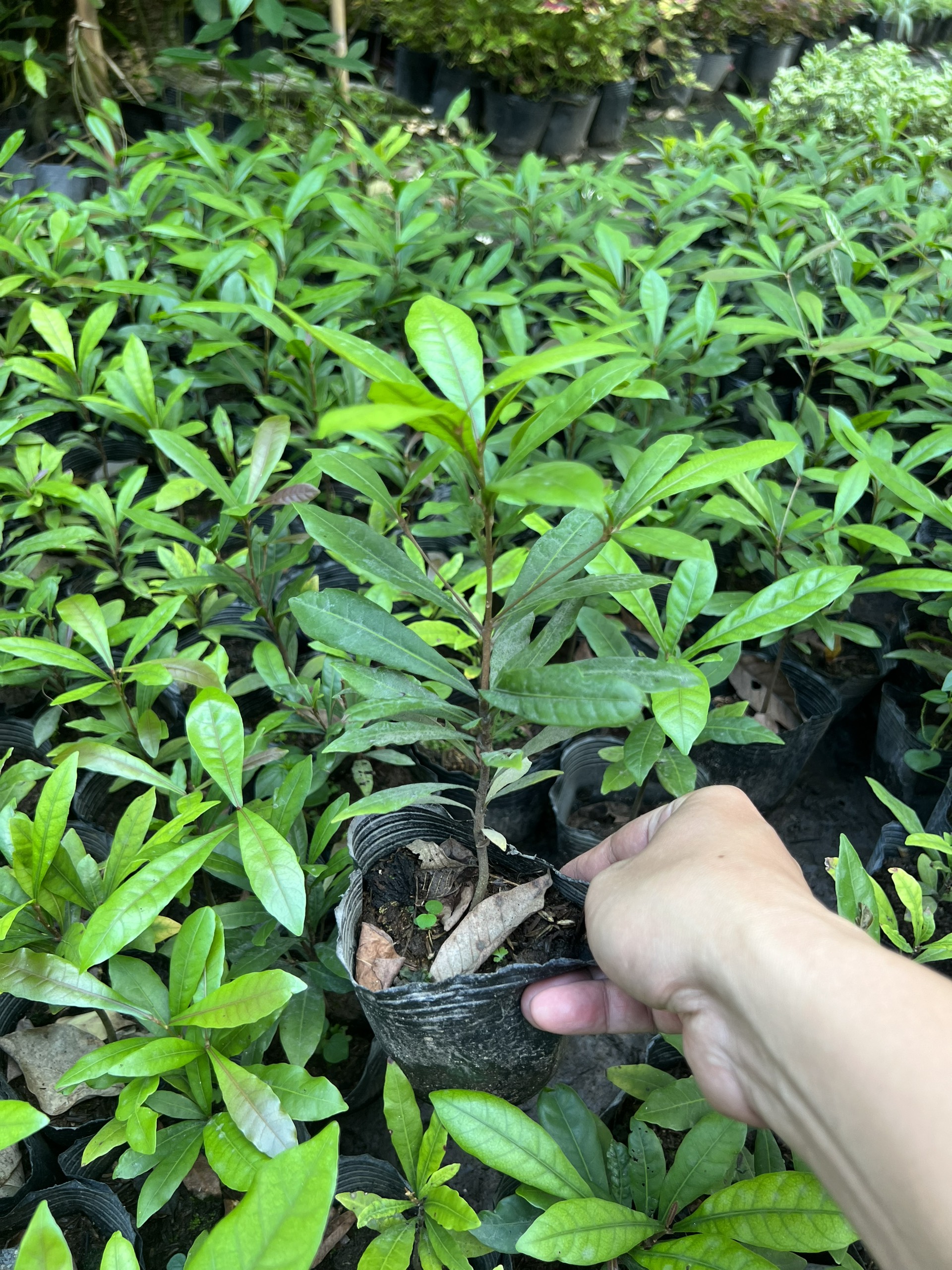 Cây thần kỳ -cây giống cao 10-15cm (mua từ 5 cây trở lên tặng thêm 1 cây)