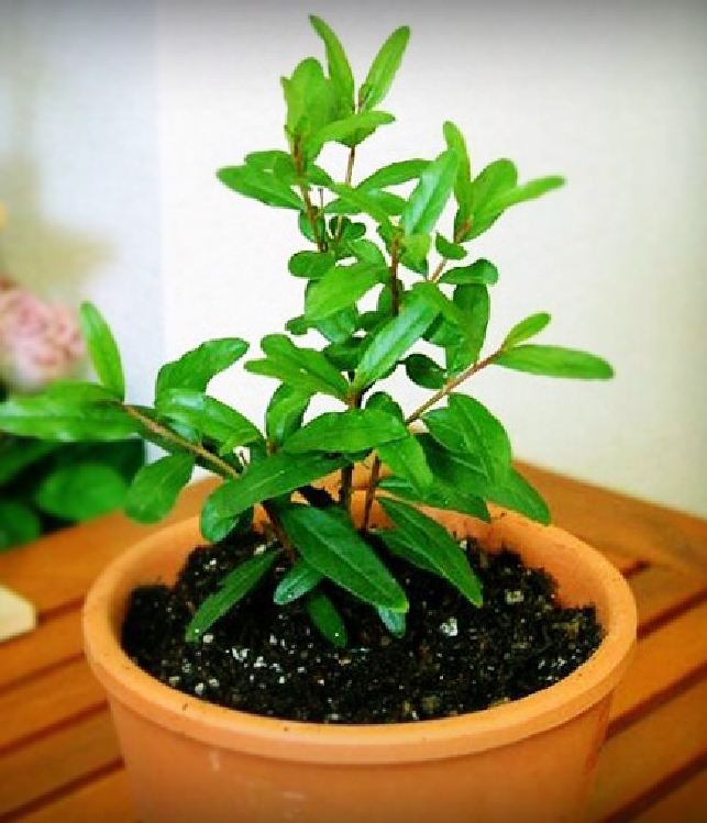 Hạt Giống Lựu Cảnh Lùn ( lựu bonsai ) ( 10 hạt )