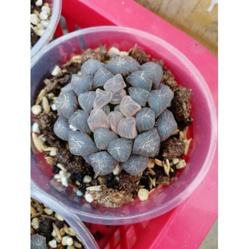 [HCM]Khu Vườn Sen Đá Kim Cương Cao Cấp .