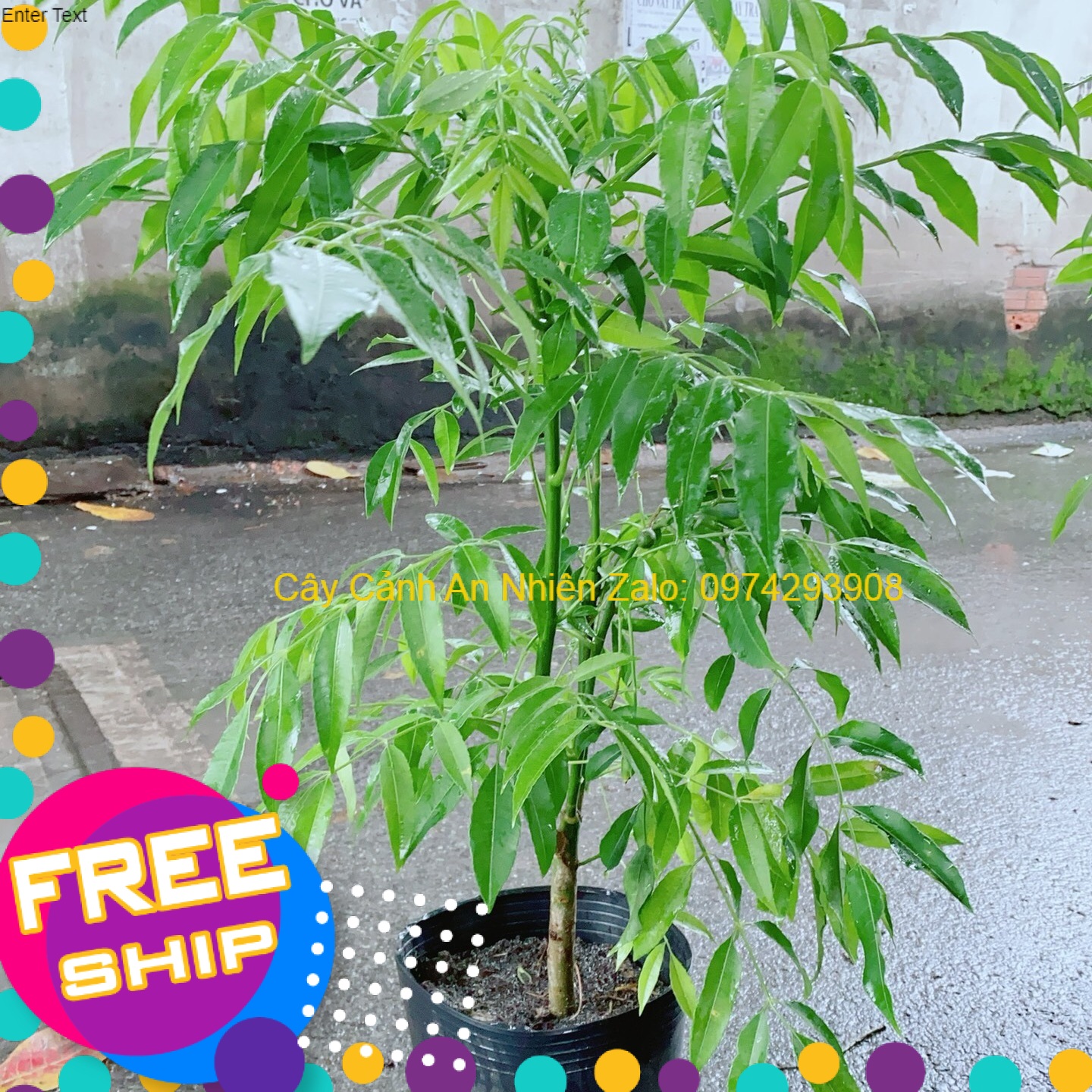 Cây Cóc Cho Sai Trái