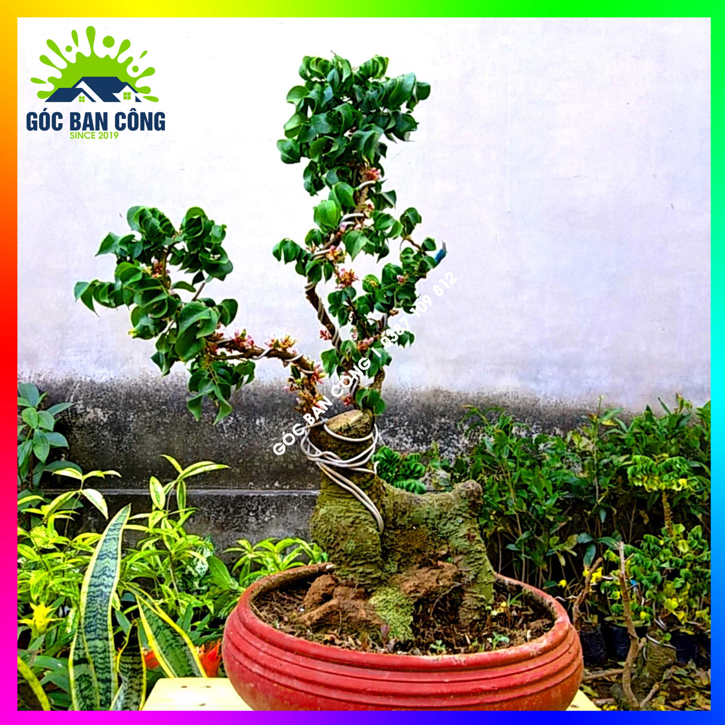 Cây Khế Bonsai Mini Gốc Quái - KBS04