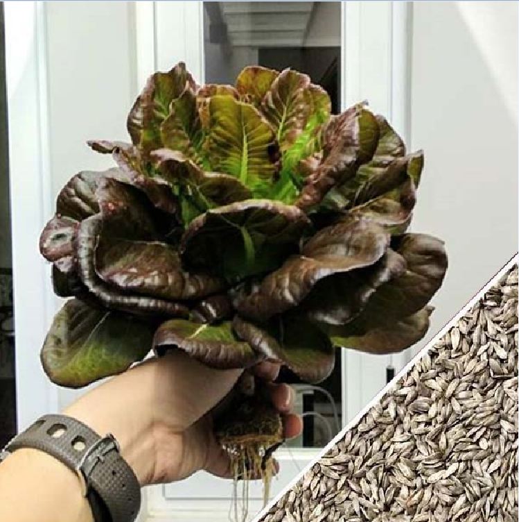 Hạt giống xà lách romaine đỏ - 0,2gr/gói