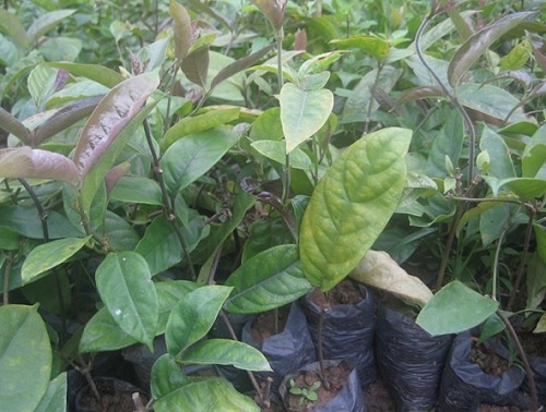 Cây xạ đen giống