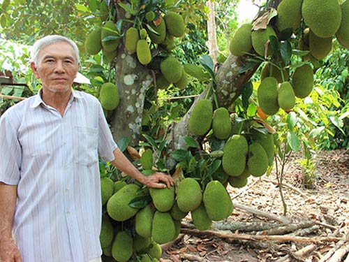 CÂY GIỐNG MÍT TỐ NỮ SIÊU SỚM