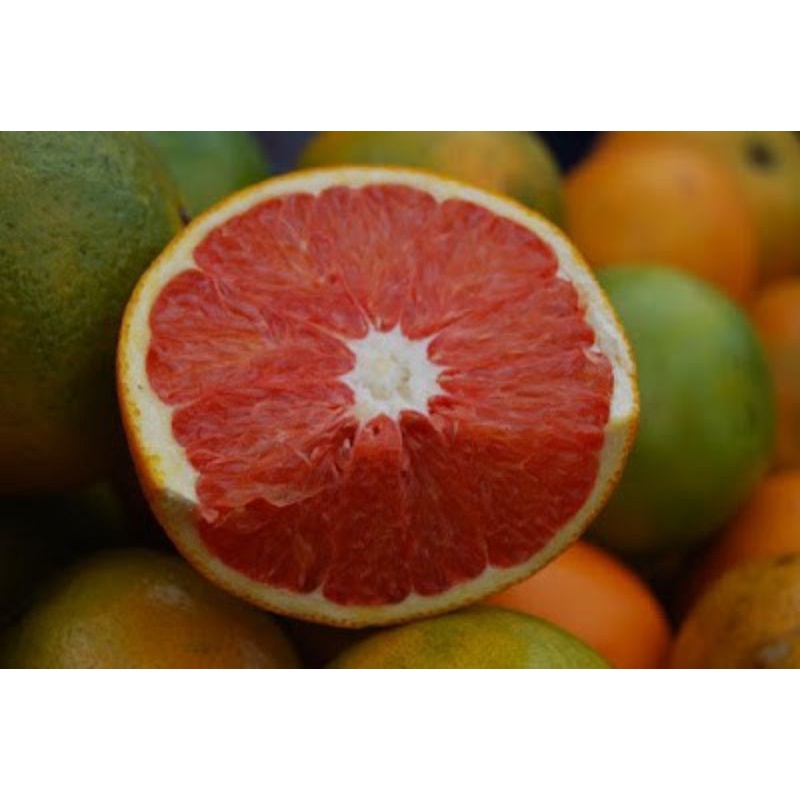 Cam Cara ruột đỏ (cây giống có bảo hành )