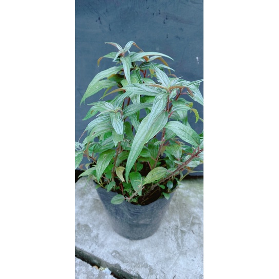 Cây Bọ Mắm (cay thuoc doi)