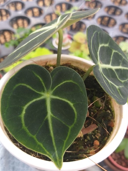 môn tim_ anthurium clarinervium. cây con.