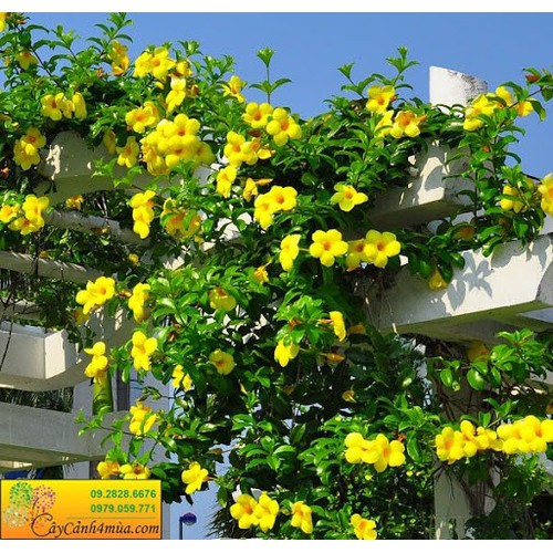 Cây Huỳnh Anh - Cây cảnh sân vườn