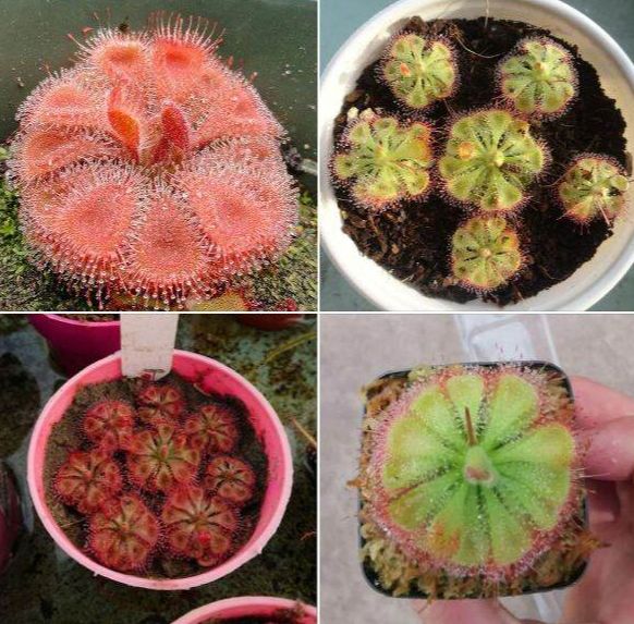 Hạt Giống Cây Ăn Thịt Bắt Mồi Gọng Vó (10 hạt - kèm viên nén sơ dừa ươm hạt) - VTNN2