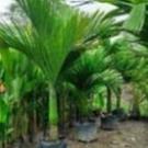 Cây cau lùn hàng nhỡ