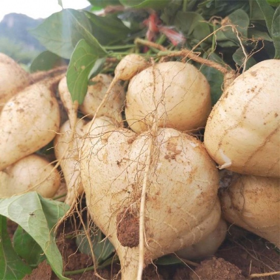 Hạt Giống Củ Đậu 100gam