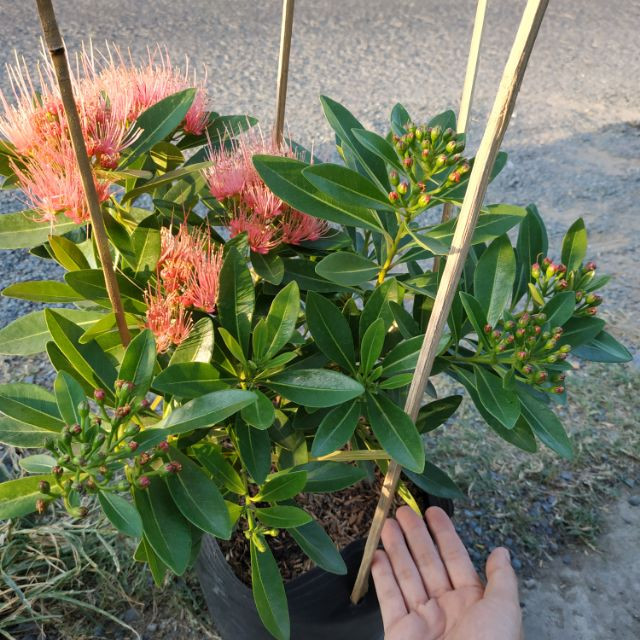 [Cây giống hoa] Mai Thái đỏ- CayGiongTot