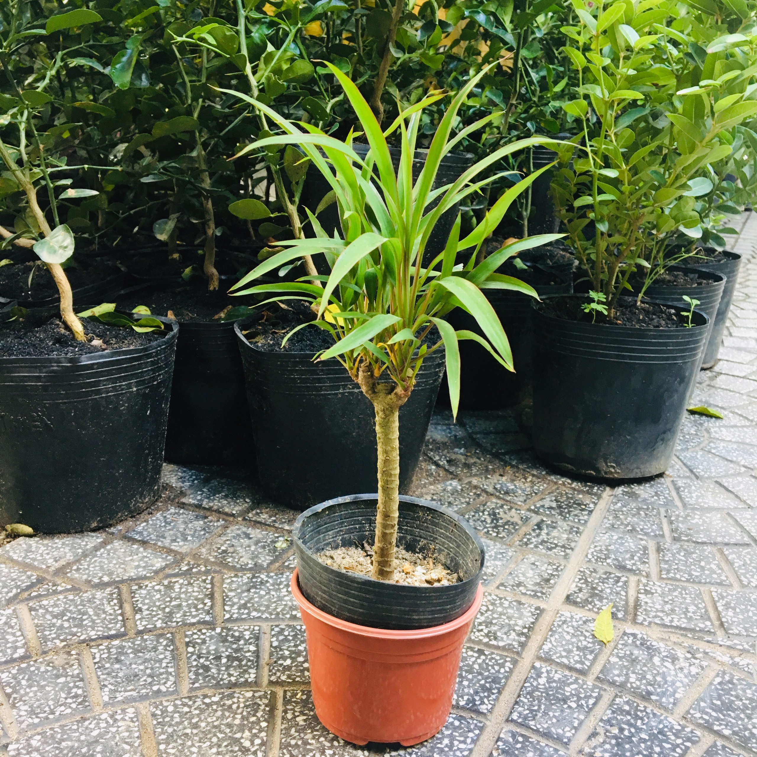 CÂY PHẤT DỤ, CÂY HUYẾT DỤ KIẾM NHỎ, CÂY KIỂNG ĐỂ BÀN