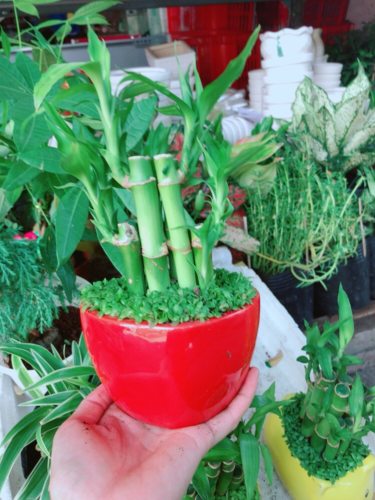 Chậu trúc phát tài trái tim đỏ