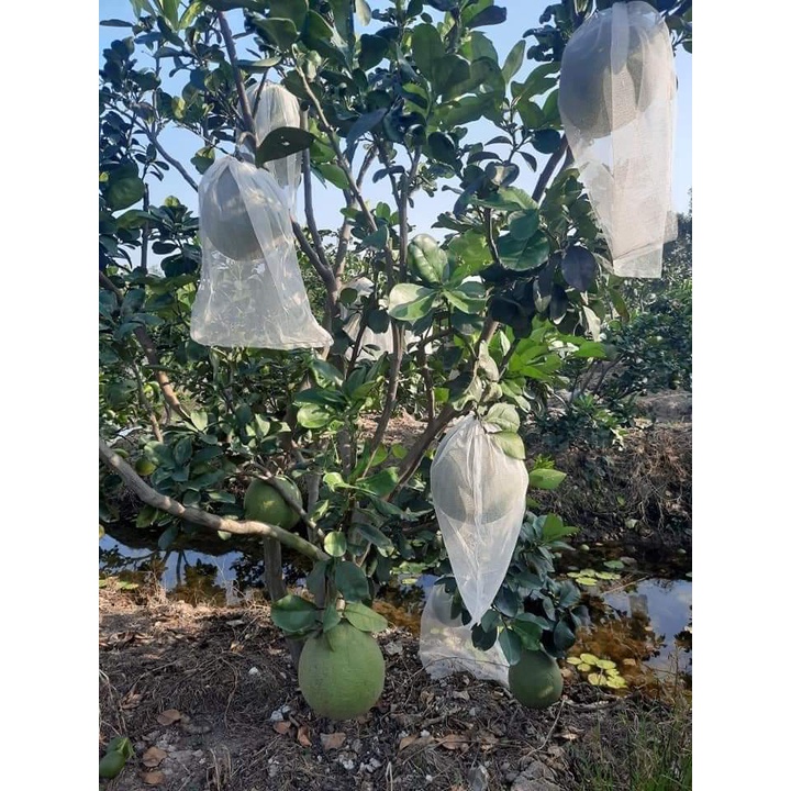 Cây giống bưởi da xanh ruột hồng (siêu sớm trái - chuẩn giống cây trồng) (có bảo hành được khiểm hàng) (được bảo hành toàn quốc )