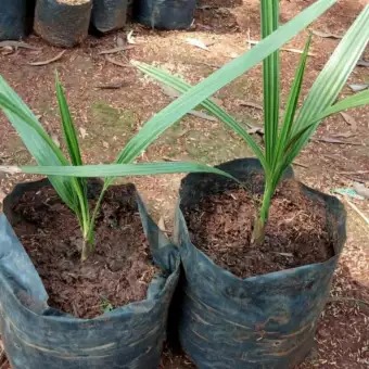 Hạt giống cây chà là Israel- 1 gói 5 hạt ( nảy mầm tốt )