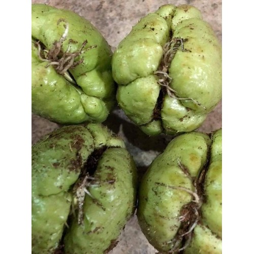 2 quả su su giống