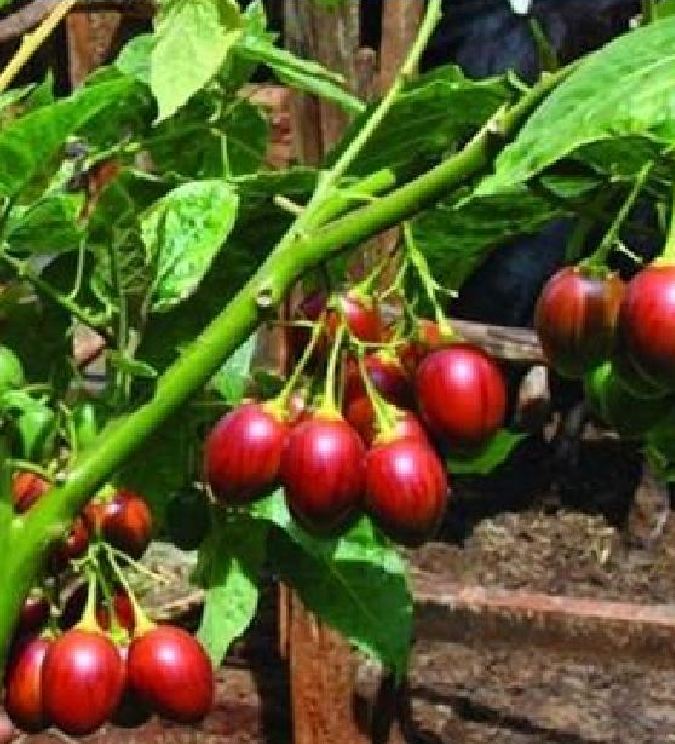 Hạt giống cà chua thân gỗ tamarillo - gói 10 hạt