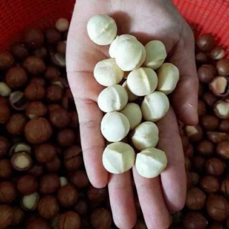 (MACCA ĐẮKLAK) túi 500g hạt macca loại ngon kèm đồ khui