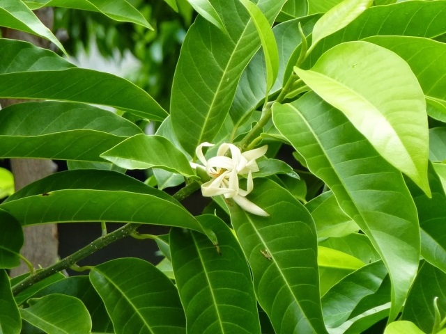 CÂY NGỌC LAN TRẮNG HUHGFD