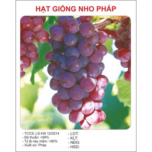 Hạt Giống Nho Pháp Leo Giàn - ( gói 10 hạt Kèm gói kích thích hạt  nảy mầm )