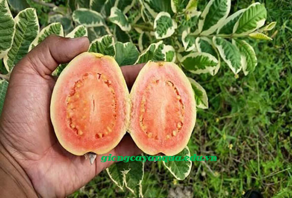 Cây giống Ổi Cẩm Thạch  ruột hồng [ GIỐNG MỚI NHẬP KHẨU - CÂY GHÉP SIÊU QUẢ ].
