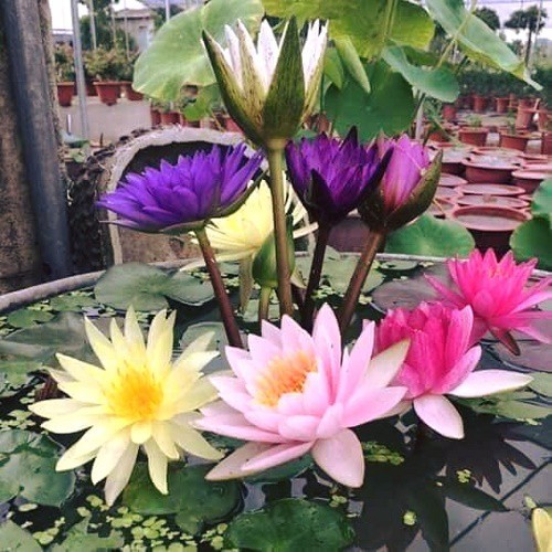 Combo 3 củ hoa súng thái mini , củ to, nhiều màu hoa