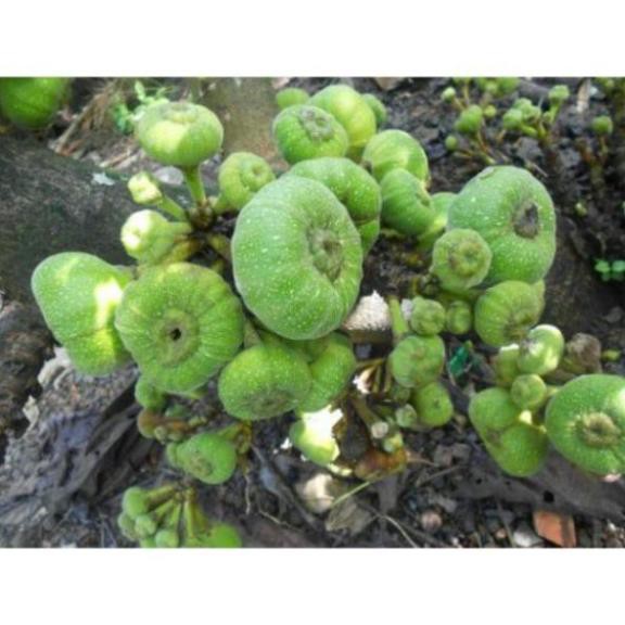 Cây Vả giống ( sung vả)