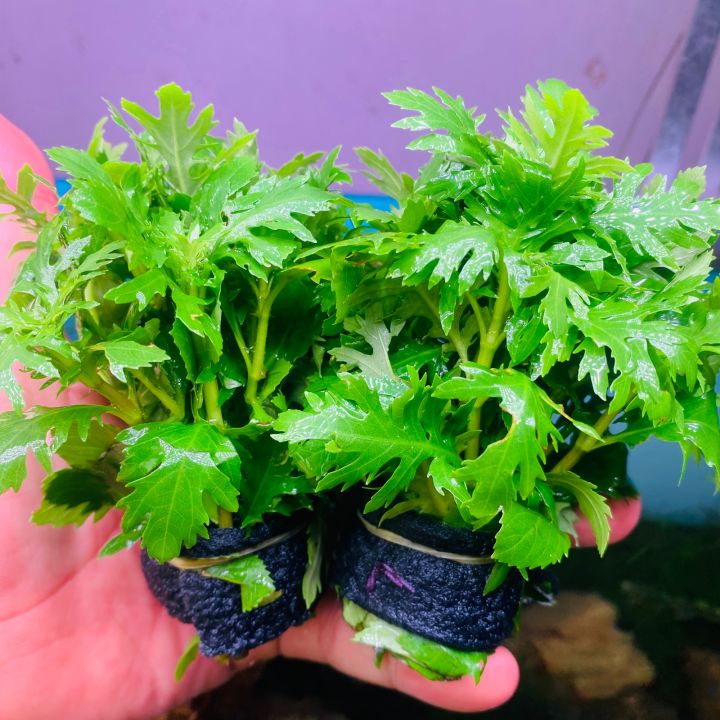 Combo 15 Ngọn Cây Thủy Cúc - Cây Cắt Cắm
