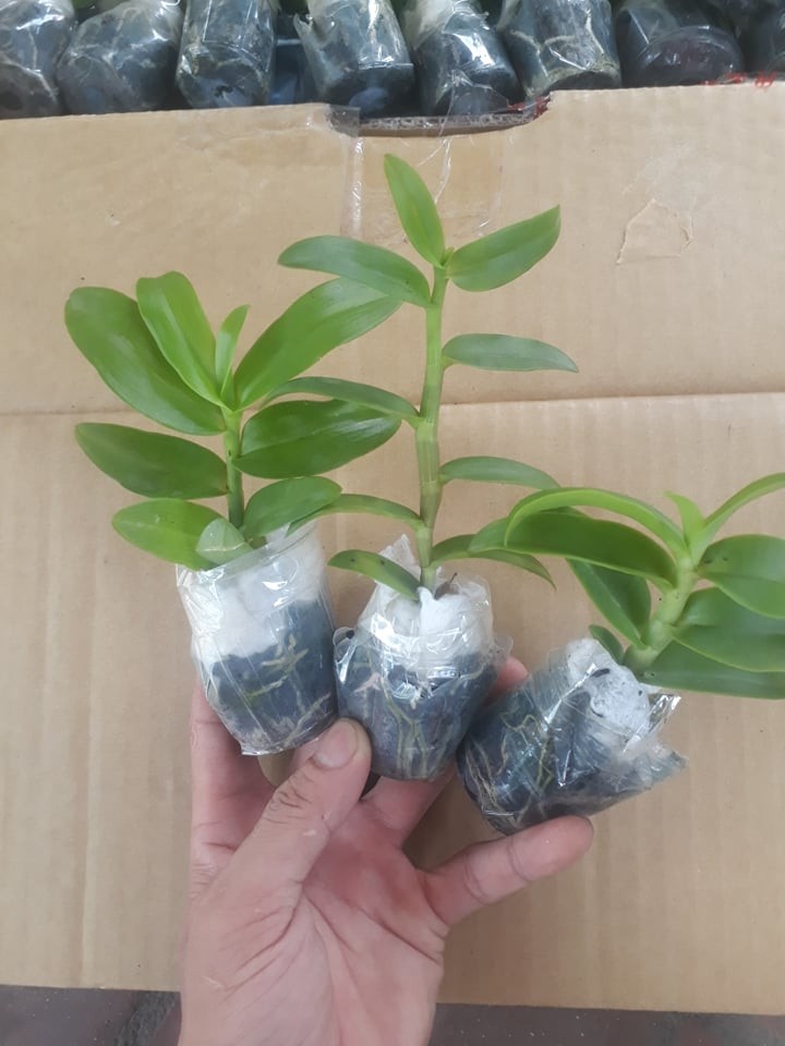 lan phi điệp 5 cánh trắng Phú Thọ cây giống 7 -10cm