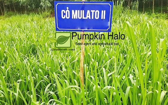 [HCM]HẠT GIỐNG CỎ THÁI LAN _  CỎ ĐẬU STYLO_GÓI 100GRAM.