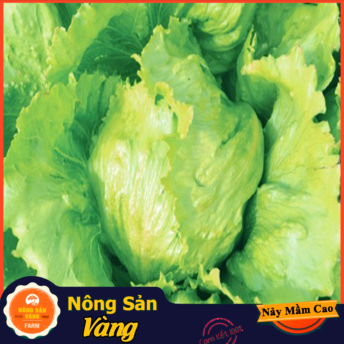 Hạt giống Xà Lách Mỹ Minetto, Chịu Nhiệt Năng Suất Cao (Gói 2 Gram) - Nông Sản Vàng