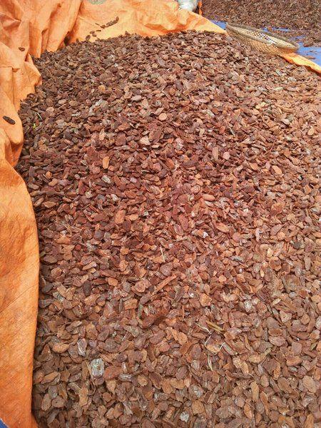 Vỏ thông nhỏ đẹp loại 1cm - 1kg