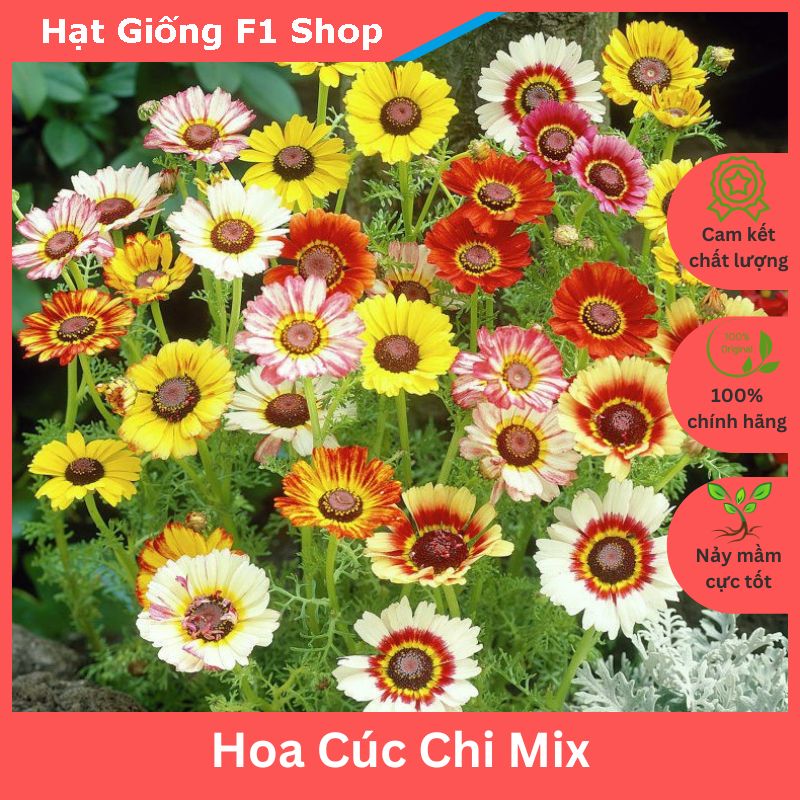 Hạt Giống Hoa Cúc Chi Mix Xuất Xứ Đức (100H) (089.F1)