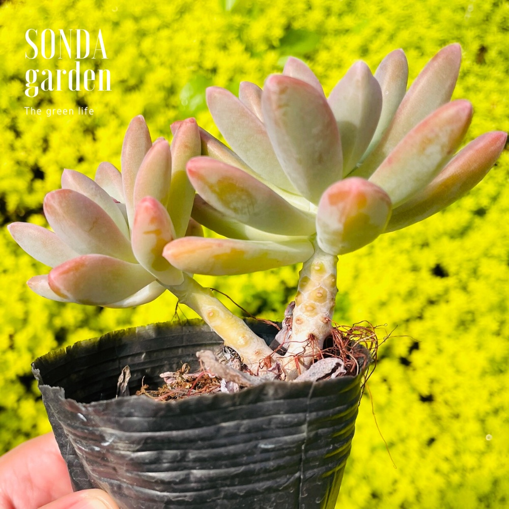 SEN ĐÁ PHA LÊ SIZE BÉ SIÊU KHOẺ ĐẸP LỖI 1 ĐỔI 1