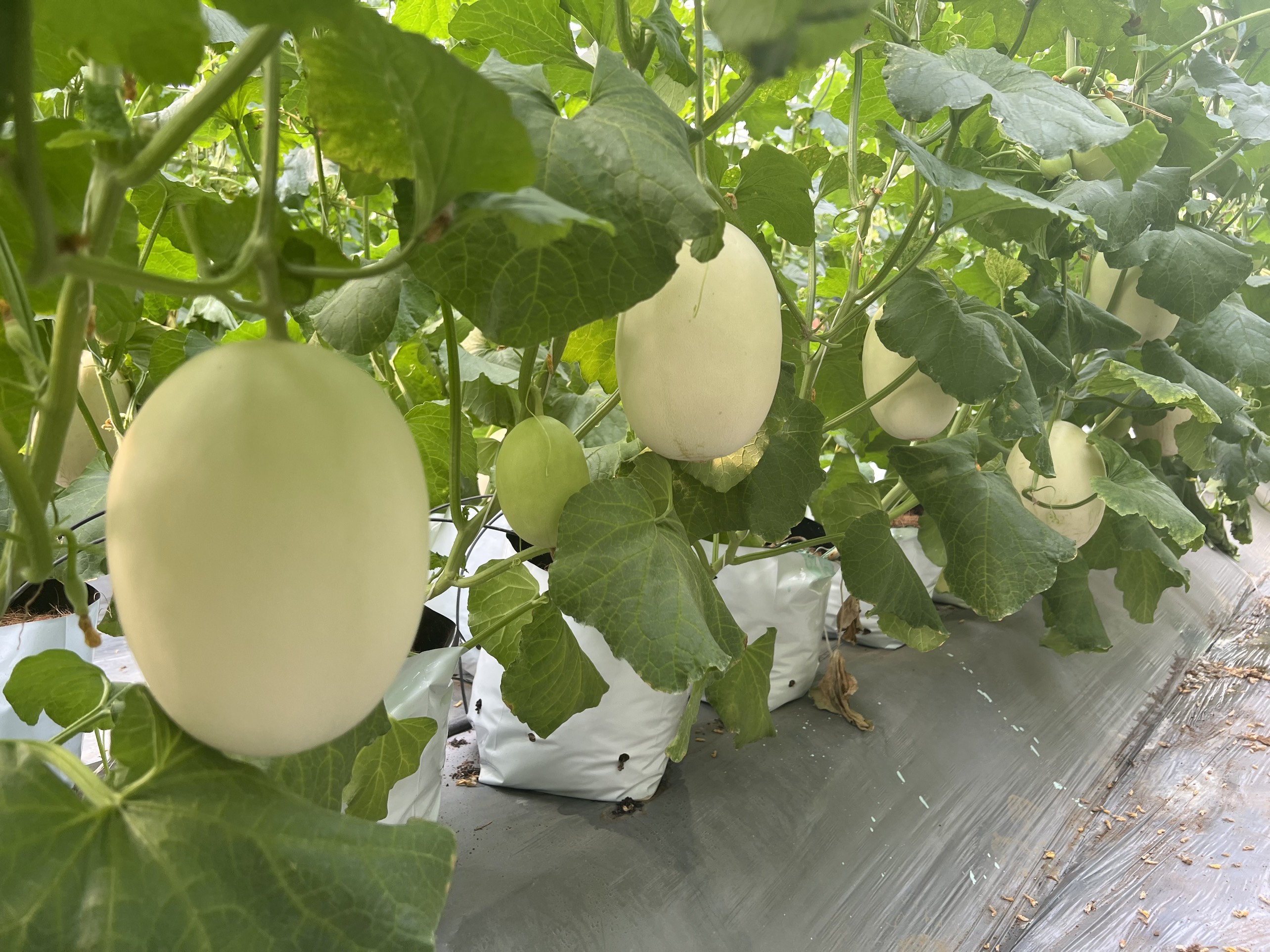 Hạt giống dưa lê Bạch Ngọc Ngọt Thanh, Ruột Trắng_KIEUFARM_1 Gói/500 hạt