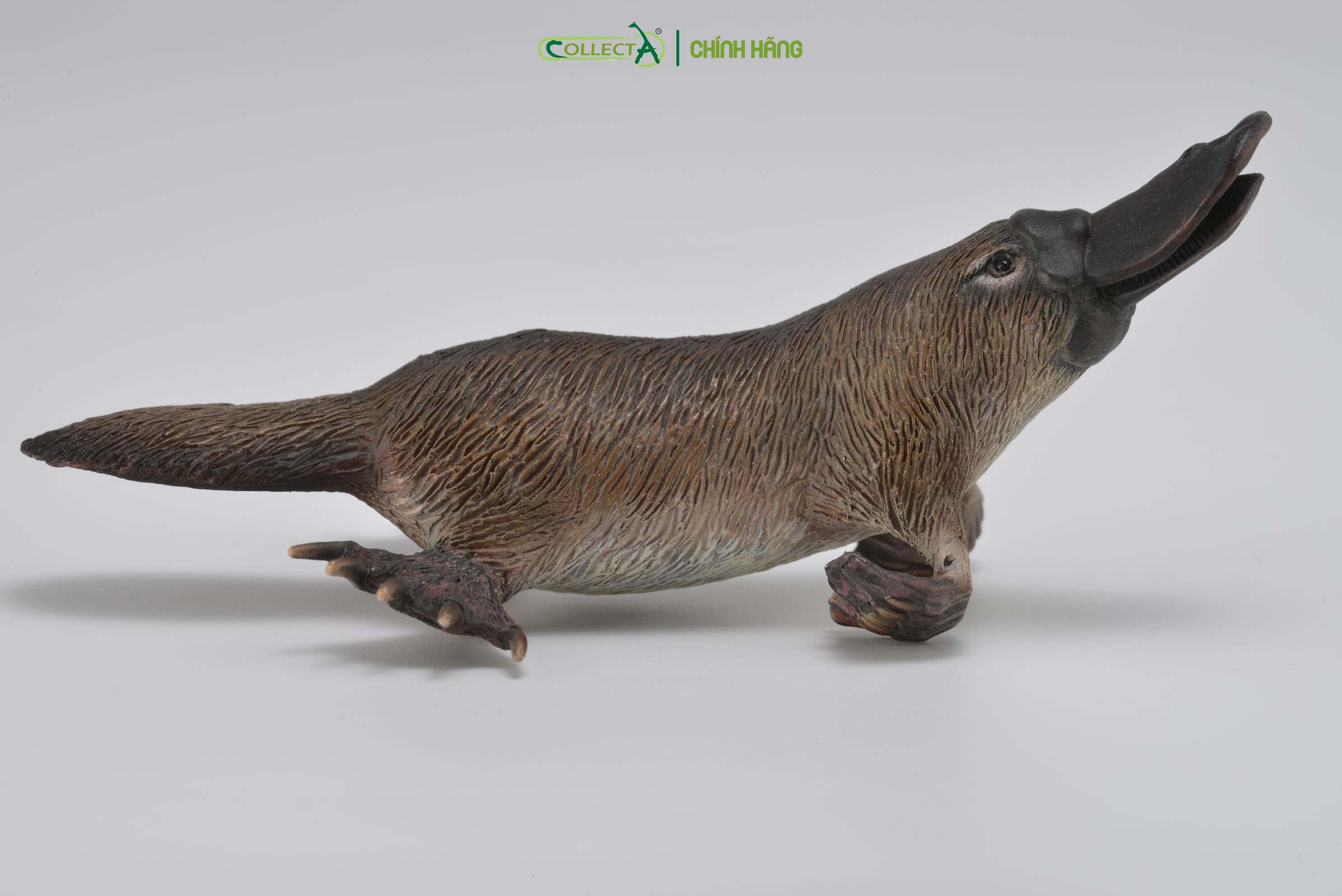 Đồ chơi mô hình động vật CollectA Thú Mỏ Vịt - Platypus