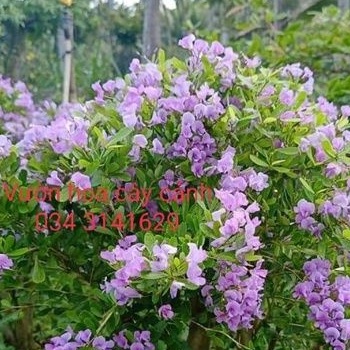 (xả kho đón tết) 2 cây linh sam siêu bông