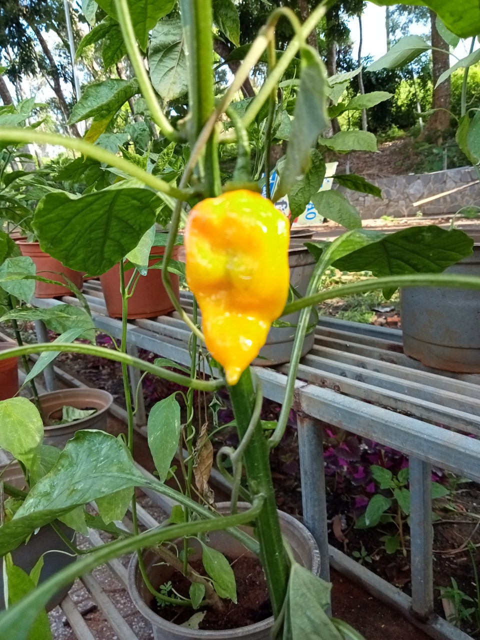 Hạt giống ớt habanero (đỏ, vàng, chocolate)
