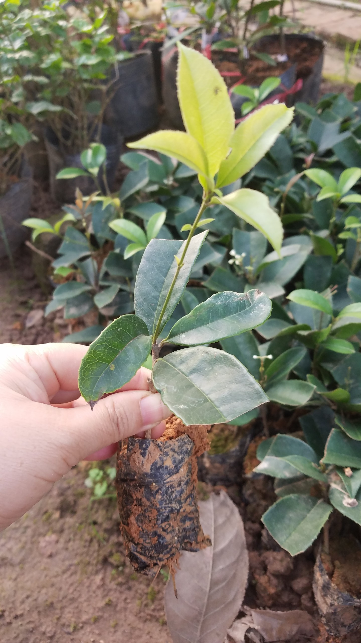 Mộc hương thơm lừng combo 3 cây - Đơn hàng 100k tặng vòi tưới cây nhỏ giọt tự động + (Tặng 3 cây chè xanh)