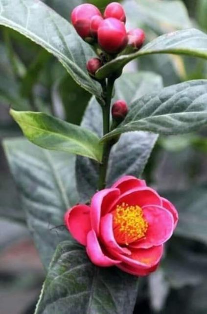 Cây giống hải đường