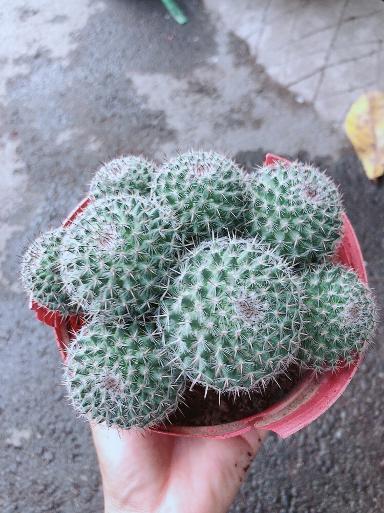 Xương Rồng Bụi Bánh Sinh Nhật