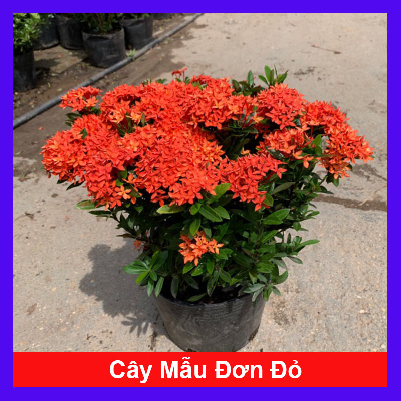 Cây Mẫu Đơn Đỏ ( Cây Bông Trang Đỏ ) - Cây cảnh sân vườn  - caykiengsadec