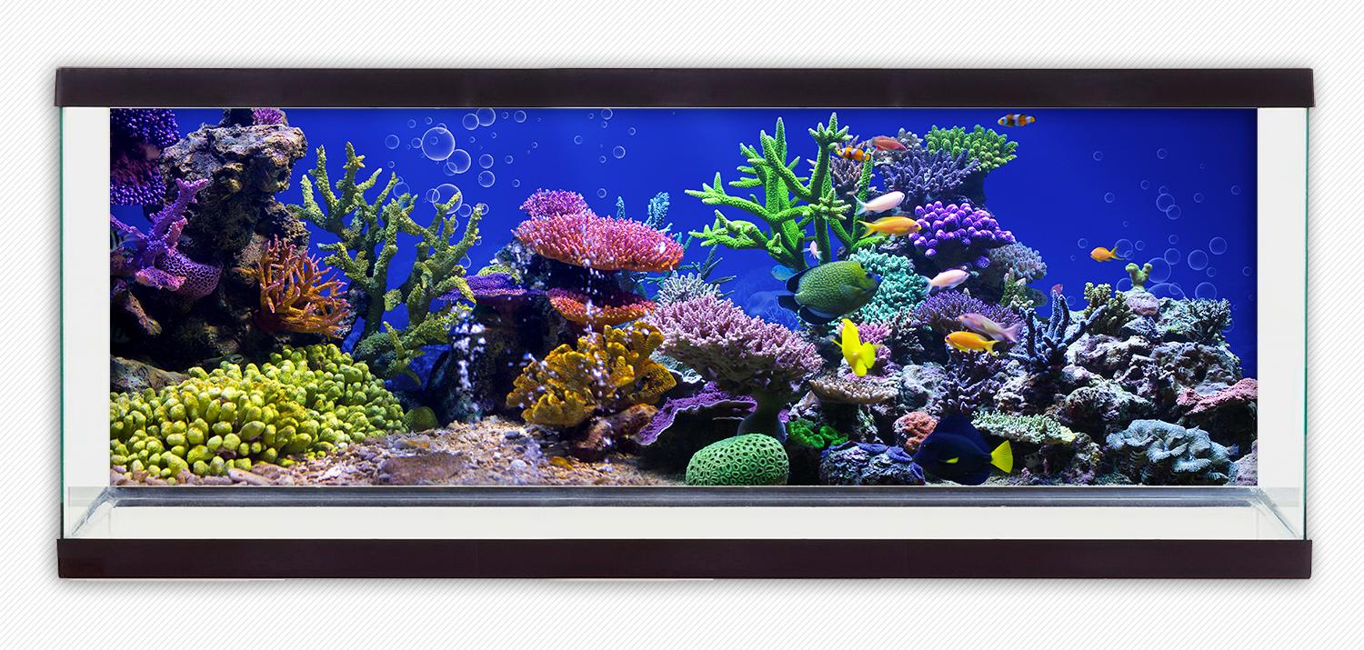 Tranh phông nền 3D dán hồ cá Aquarium tank - 008