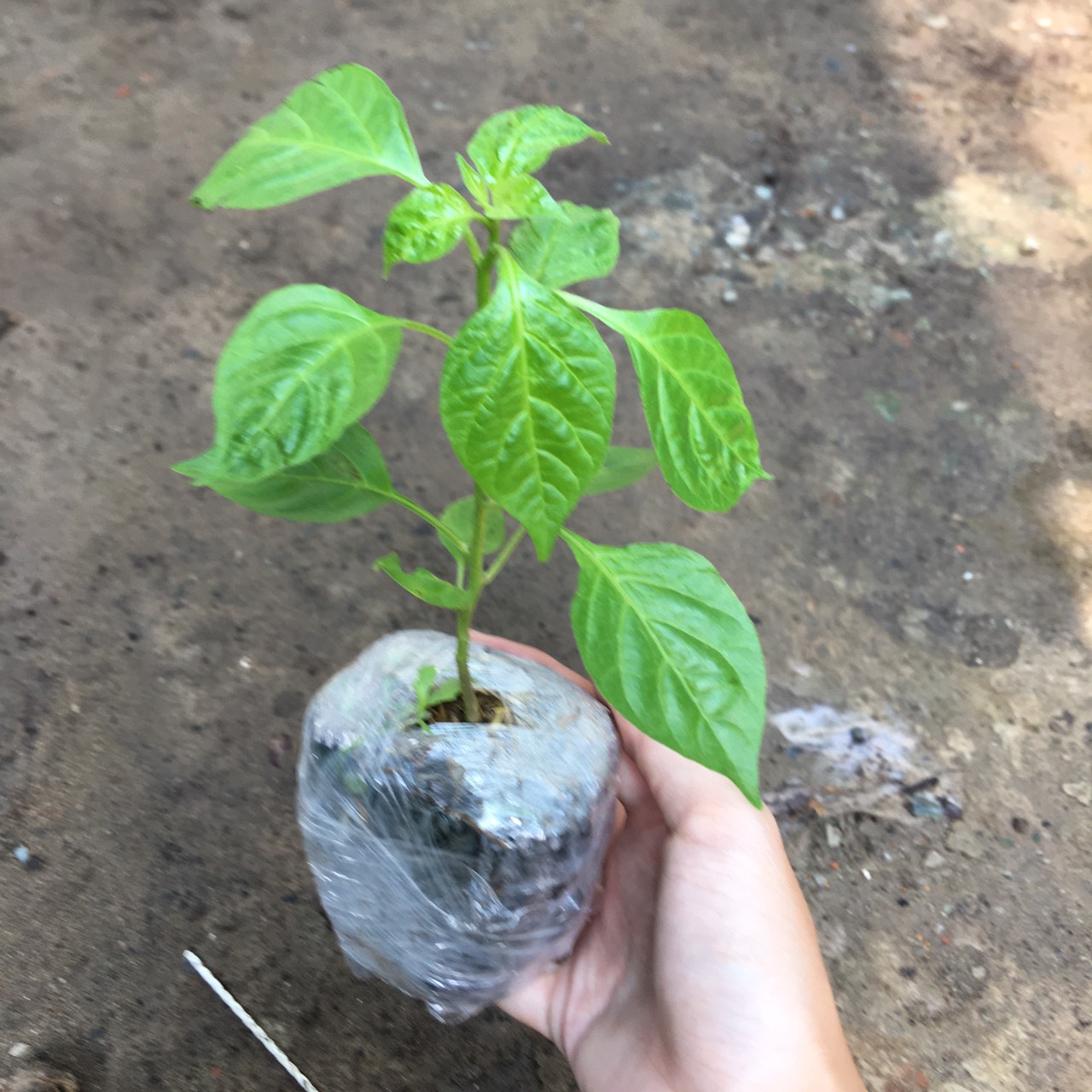Chậu cây giống ớt Peru Aji Charapita